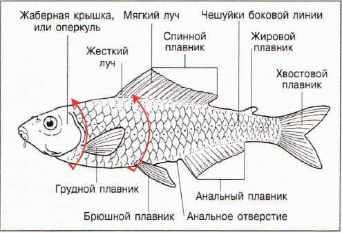 Измерение рыбы для определения размера ячеи рыболовной сети